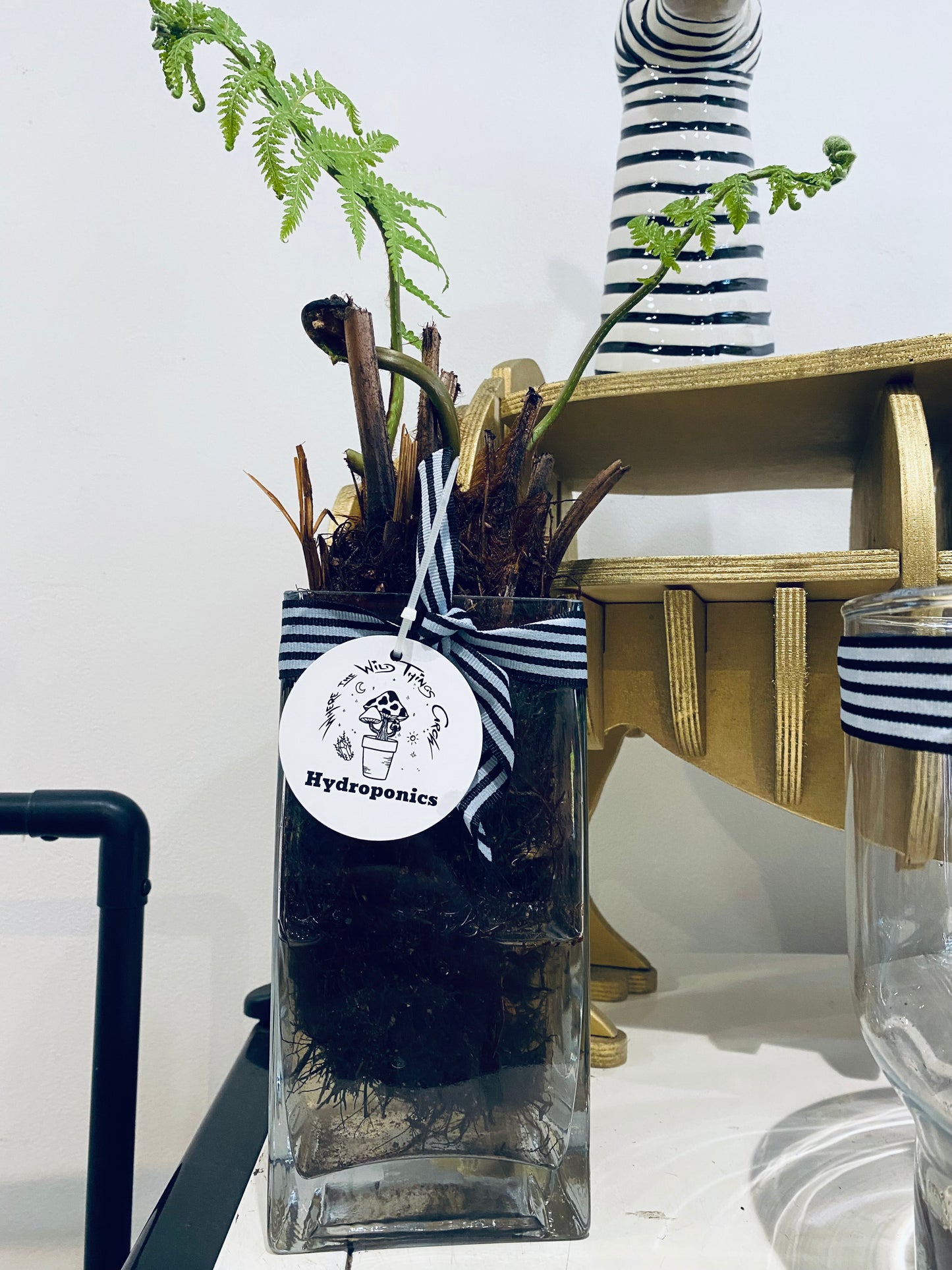 Hydro Tree Ferns