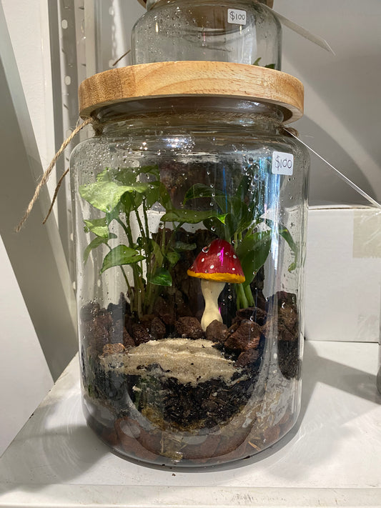 Shroom Terrarium Large (No shipping)