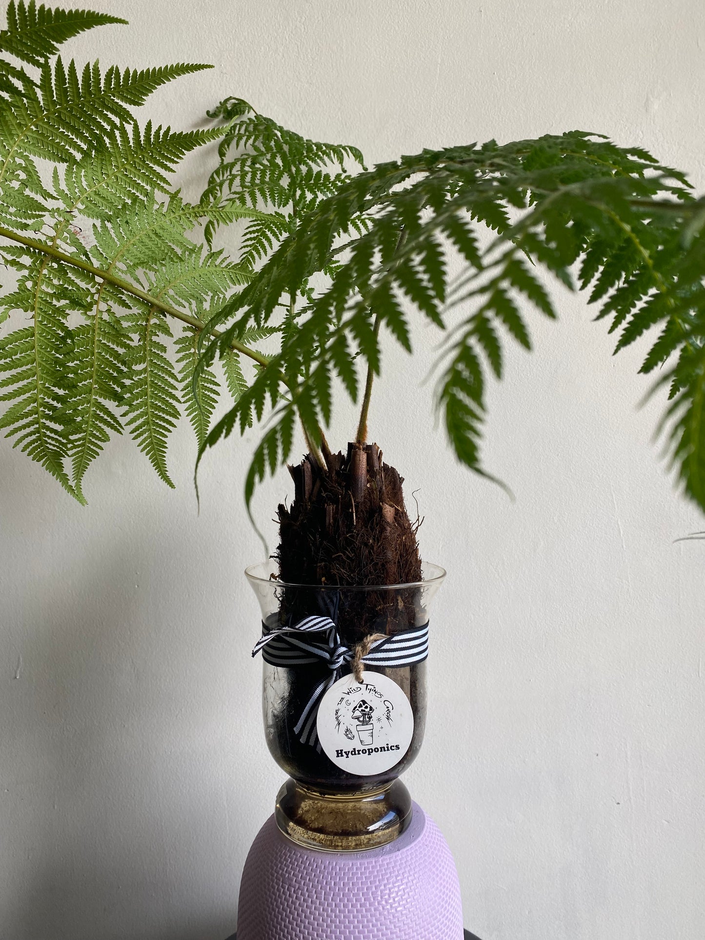 Hydro Tree Ferns