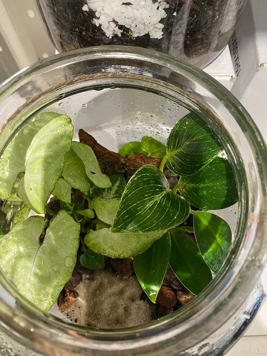 Shroom Terrarium Large (No shipping)