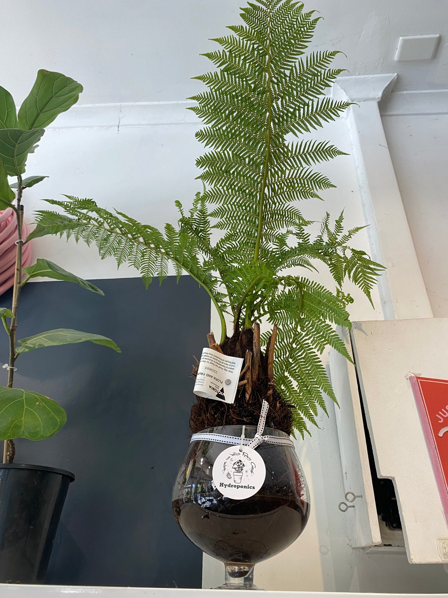 Hydro Tree Ferns