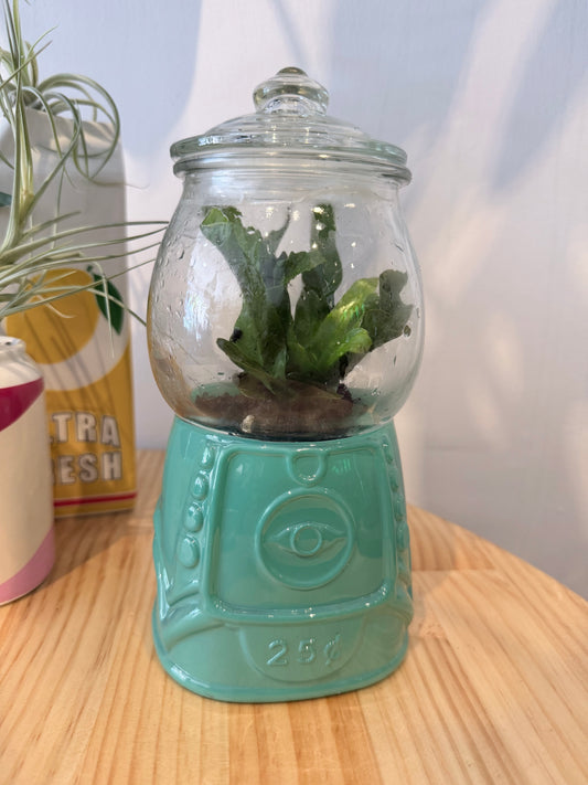GUMBALL TERRARIUMS (PICK UP ONLY)