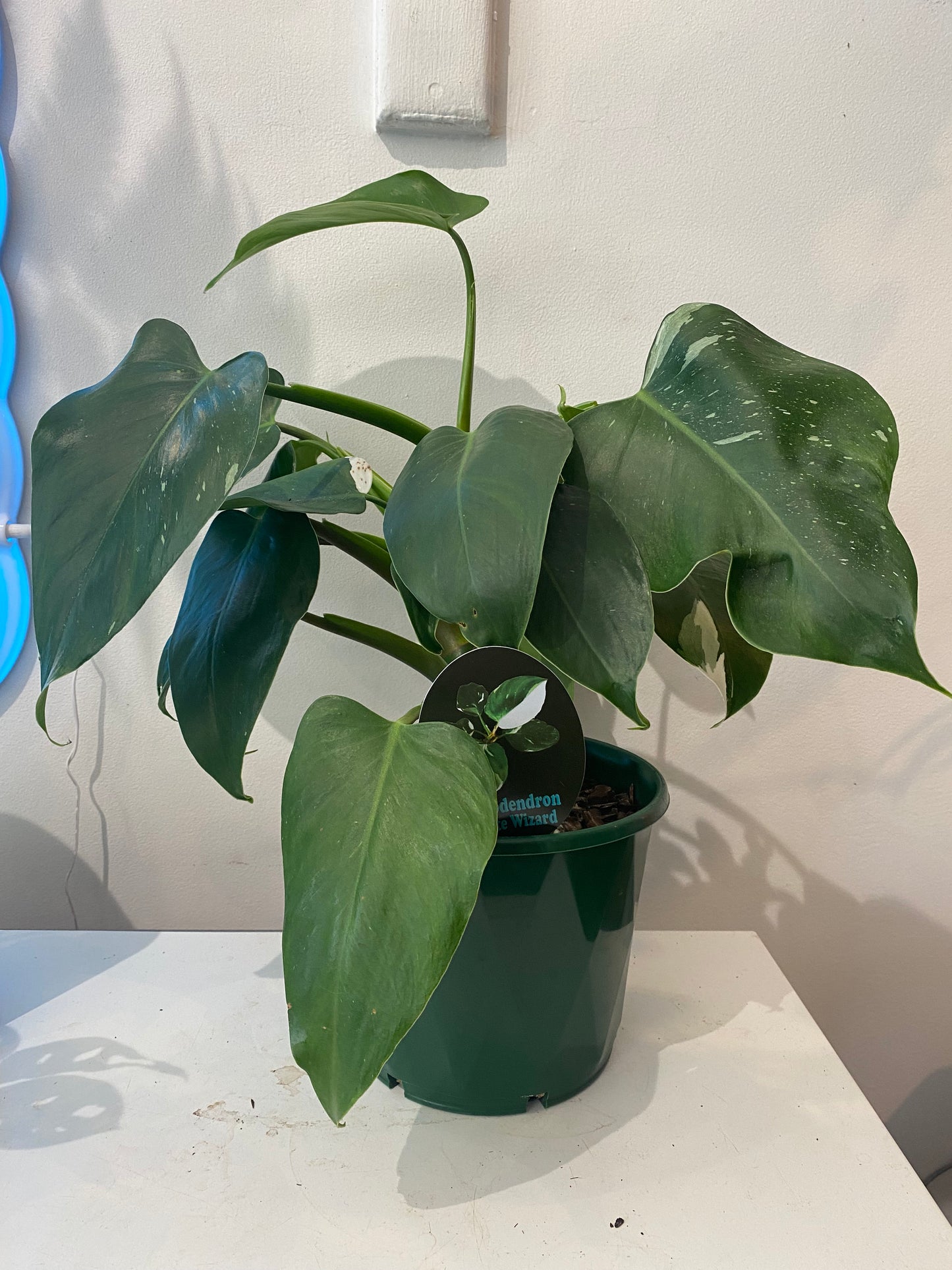 PHILODENDRON ’WHITE WIZARD’