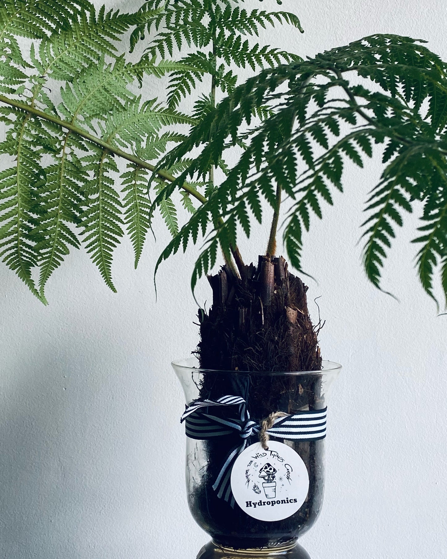 Hydro Tree Ferns
