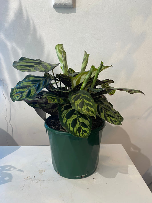 CALATHEA MAKOYANA