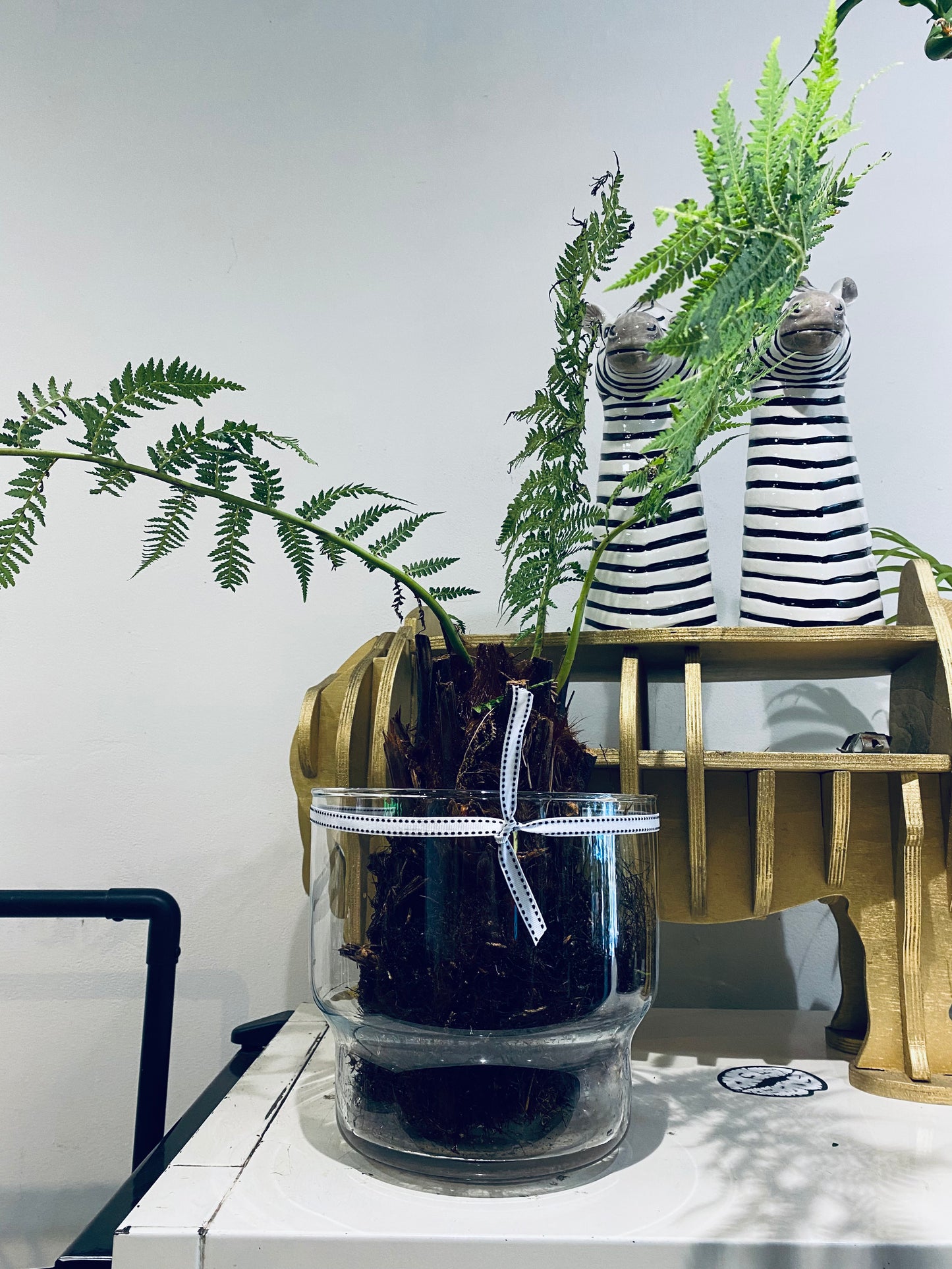 Hydro Tree Ferns