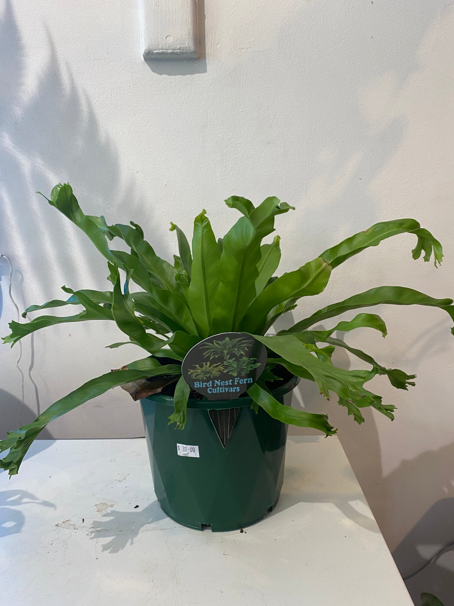 BIRDS NEST FERN CULTIVARS