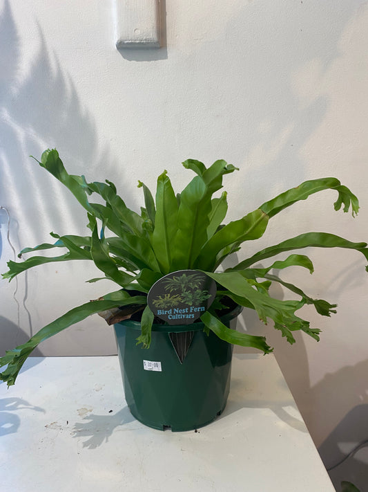 BIRDS NEST FERN CULTIVARS