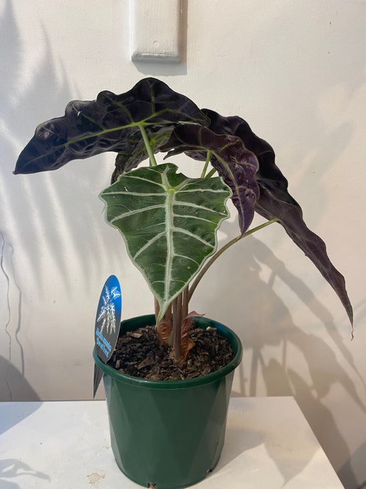 ALOCASIA AMAZONICA ‘DWARF FORM’