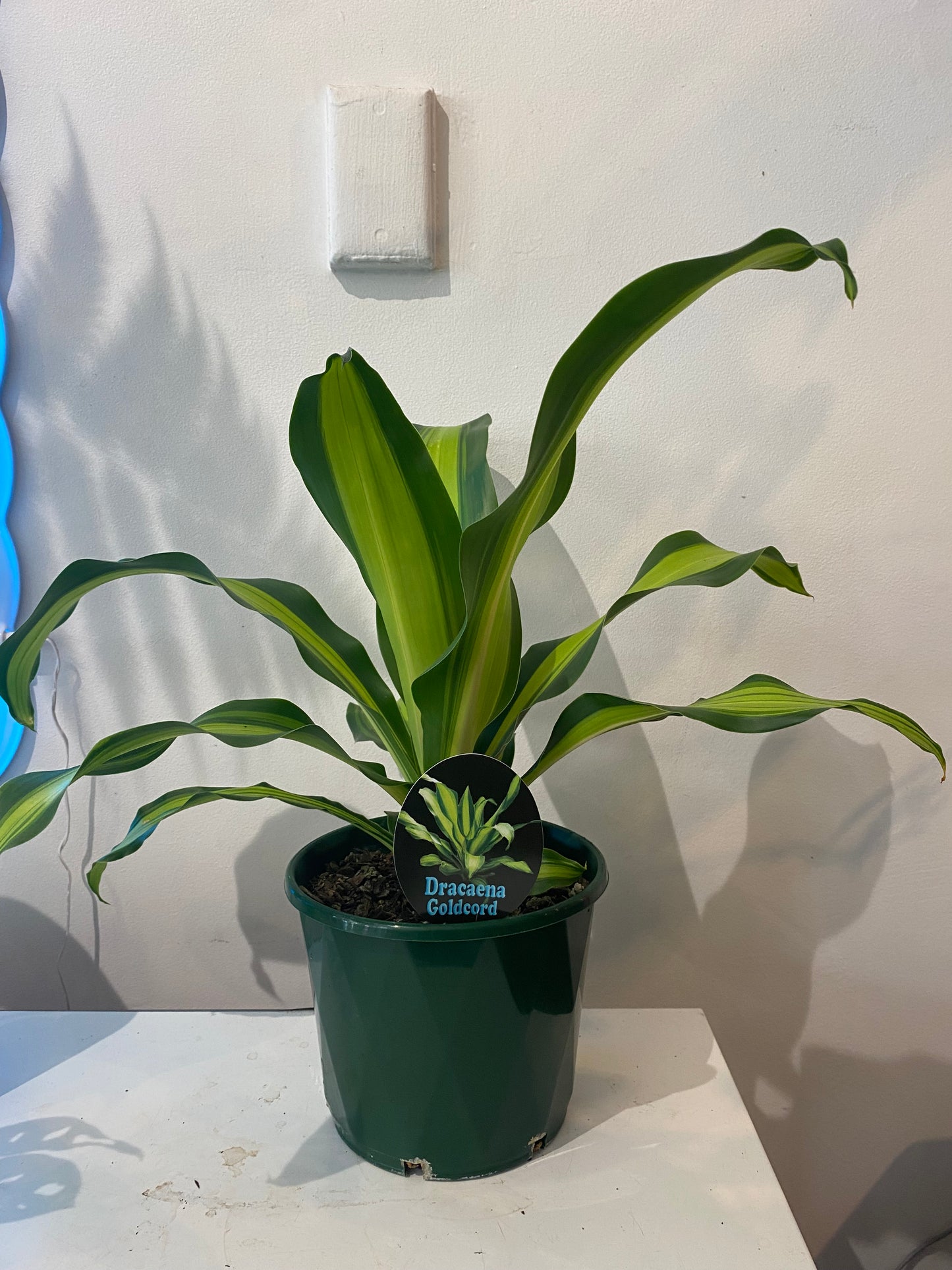 DRACAENA GOLDCORD ‘HAPPY PLANT’