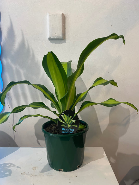 DRACAENA GOLDCORD ‘HAPPY PLANT’