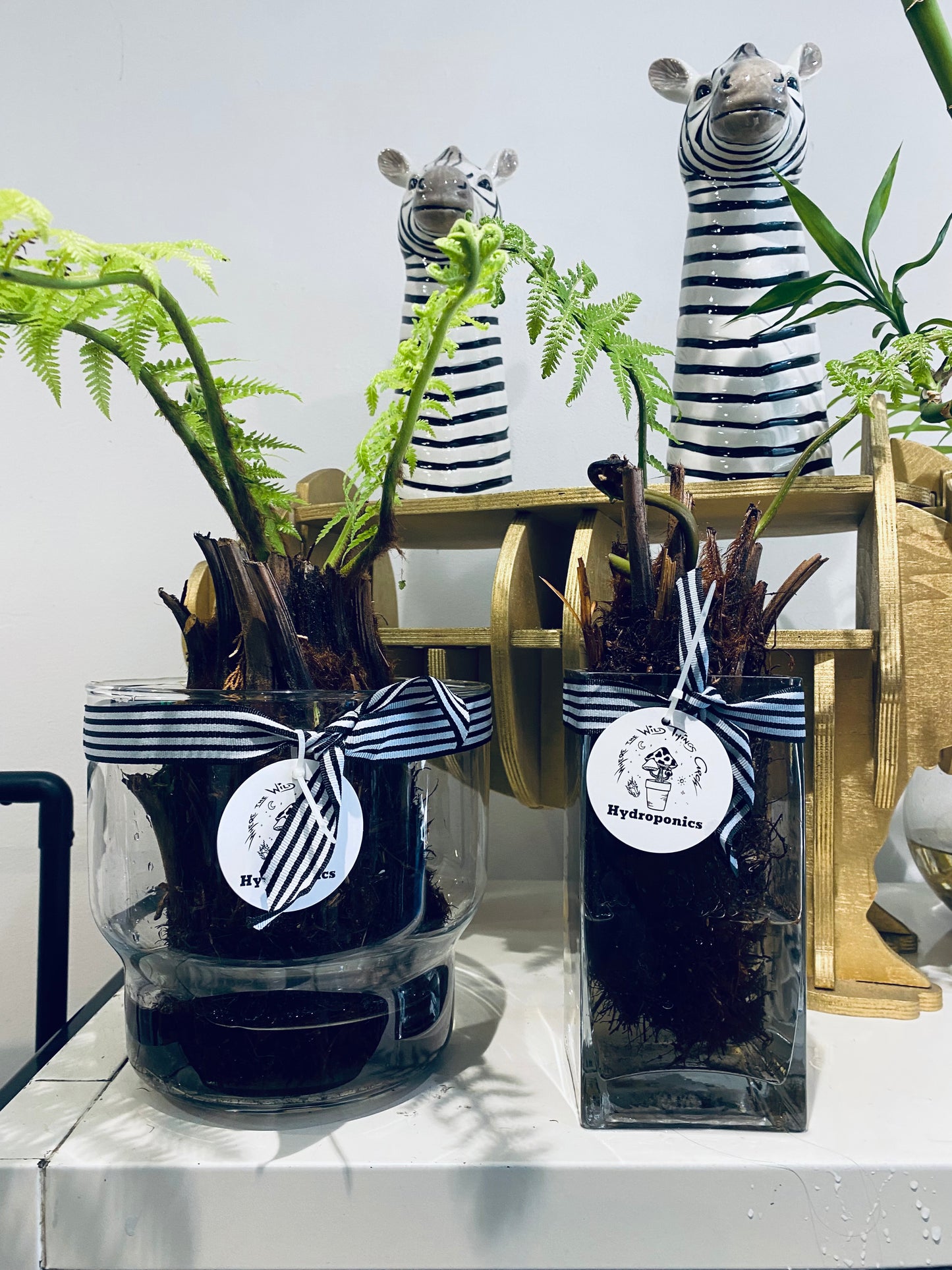 Hydro Tree Ferns