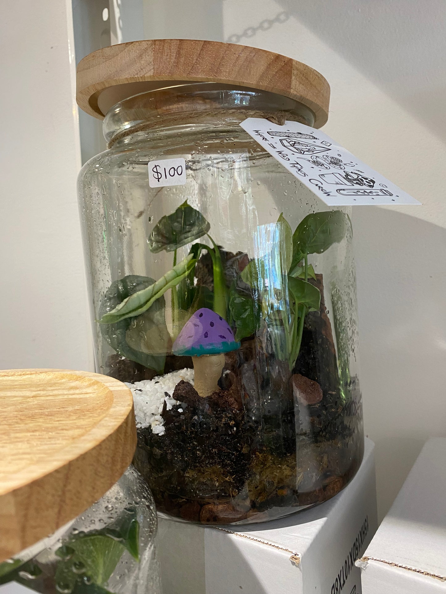 Shroom Terrarium Large (No shipping)