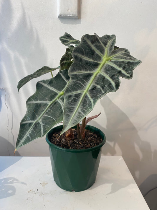 ALOCASIA AMAZONICA ‘DWARF FORM’