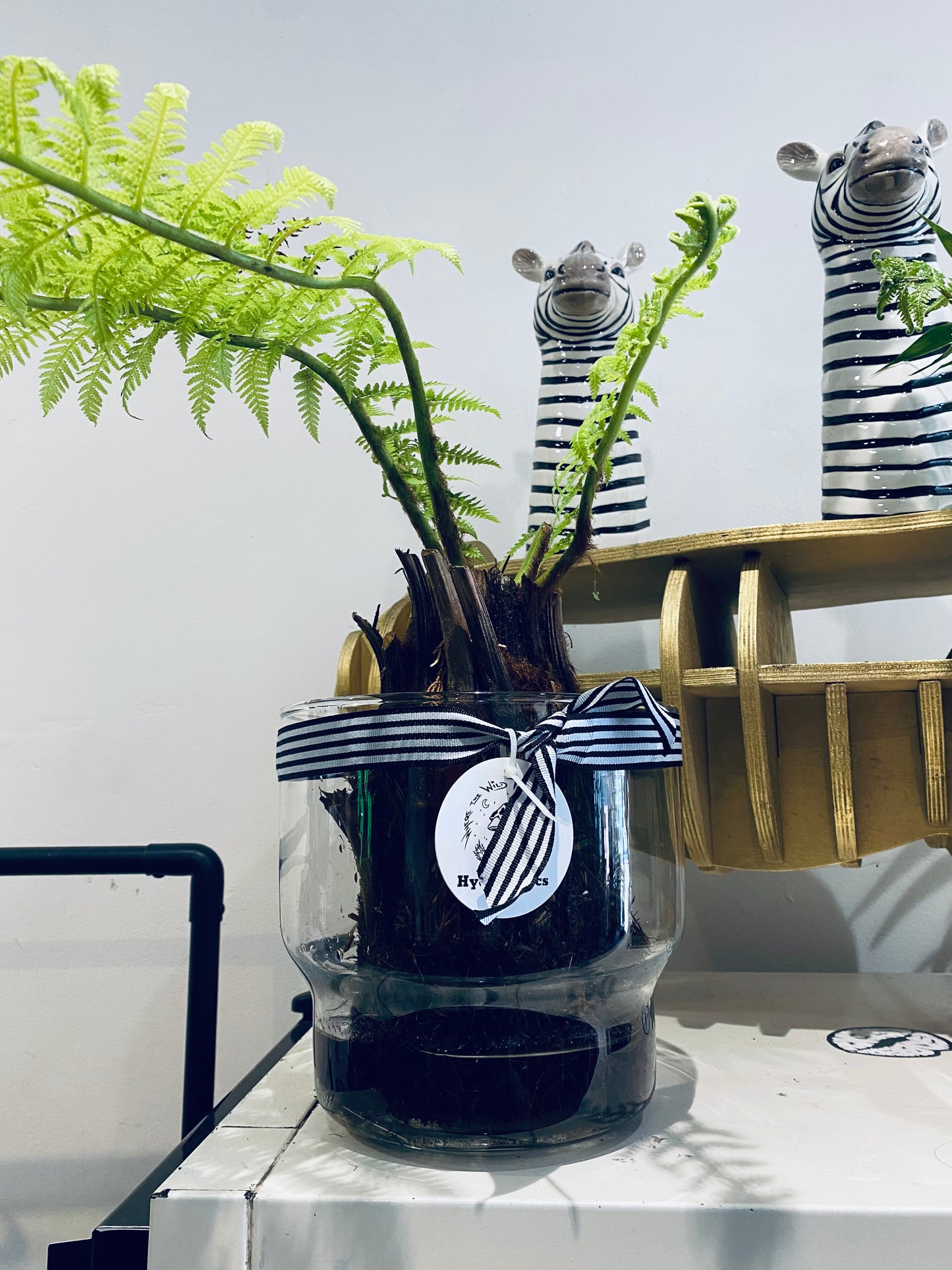Hydro Tree Ferns