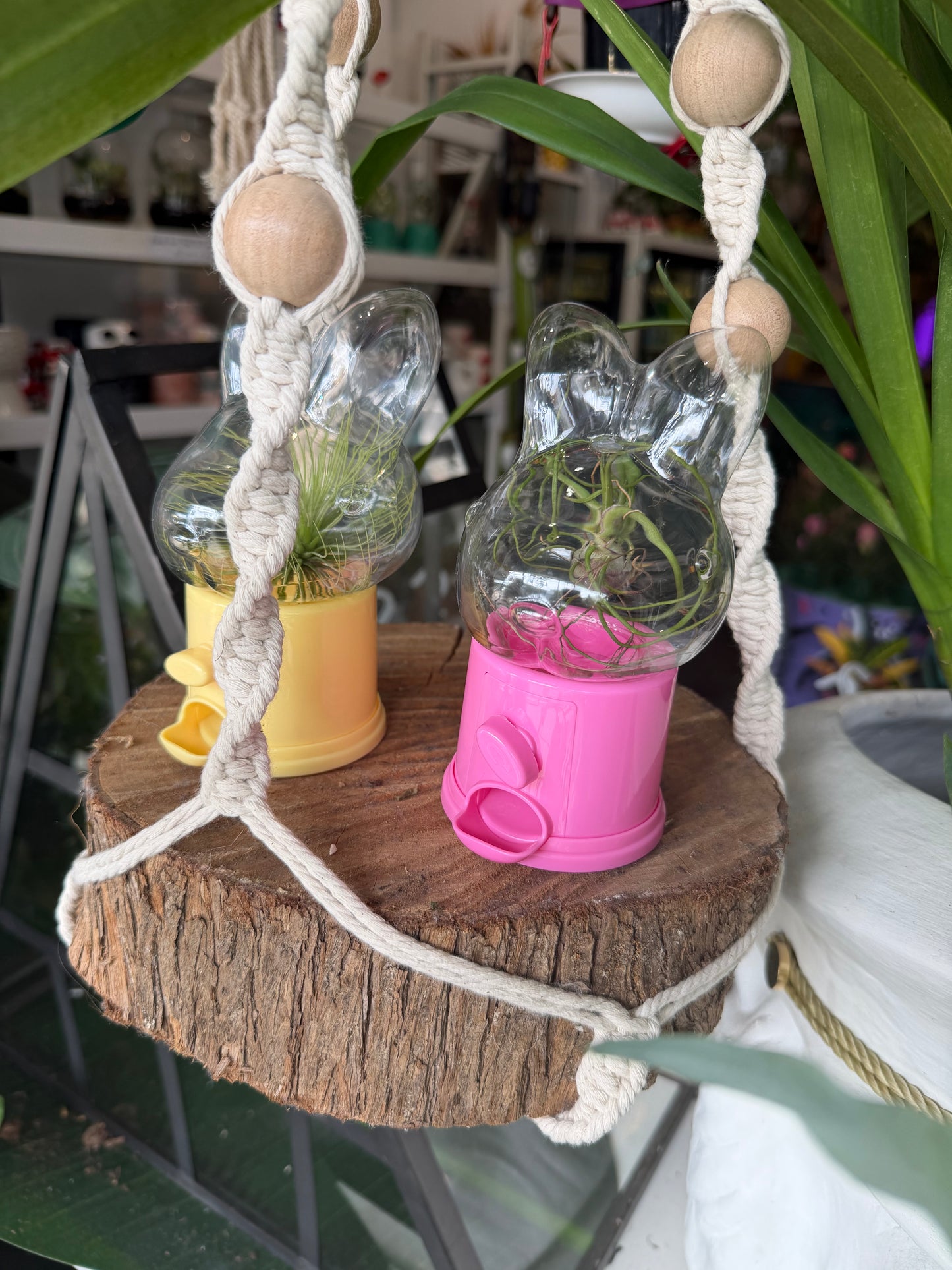 MY FIRST AIR PLANT. BUNNY VESSEL