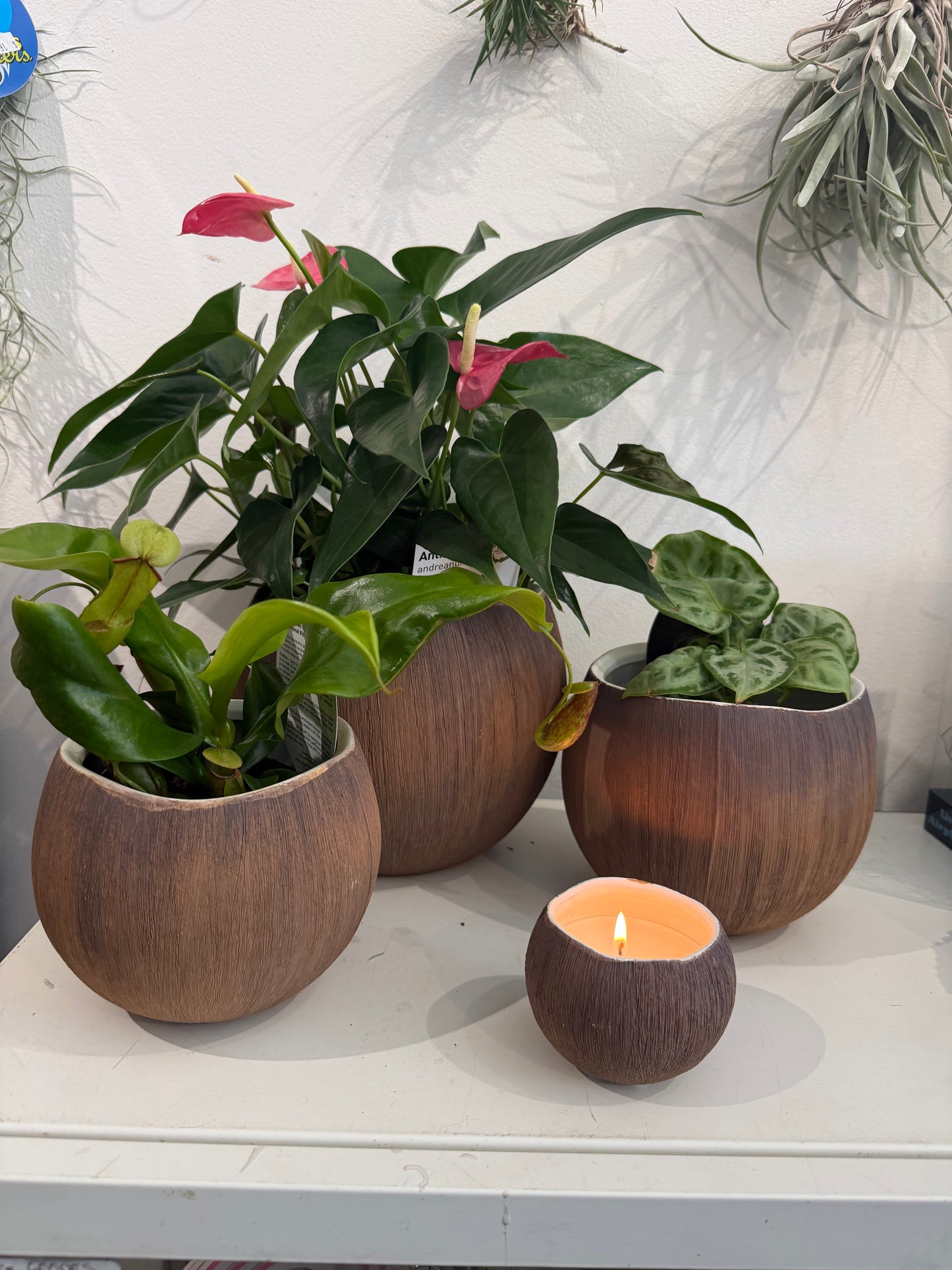 COCONUT PLANTERS