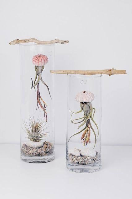 bunnings air plants Jellyfish Air plant Seascape – where-the-wild-things-grow-4e0b