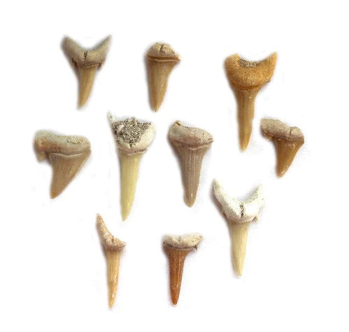 Otodus Shark Teeth