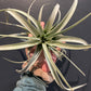 Air Plants Tillandsia