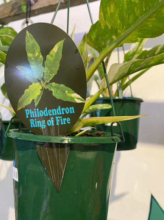 Philodendron Ring of fire