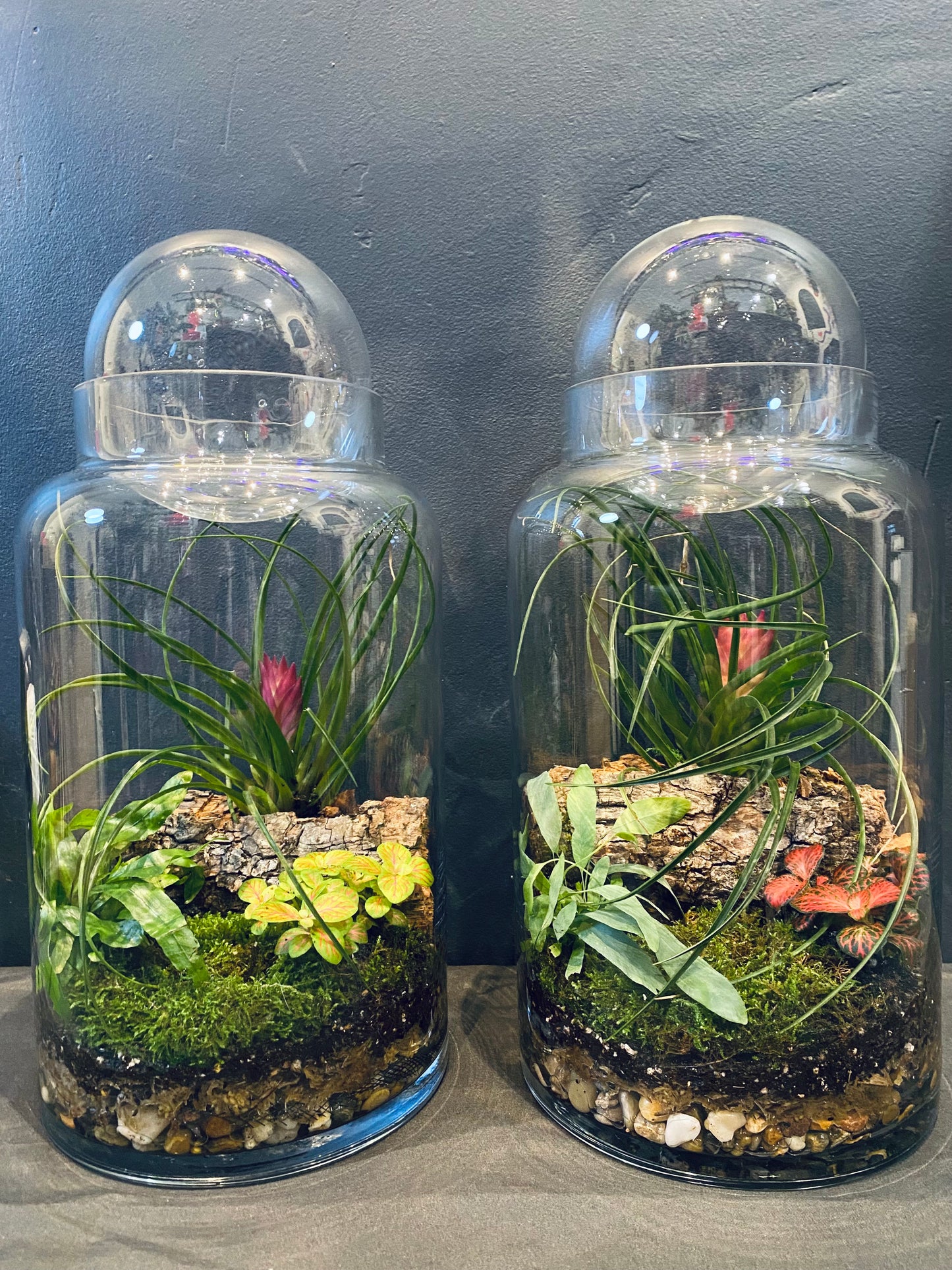 Solimões Terrarium