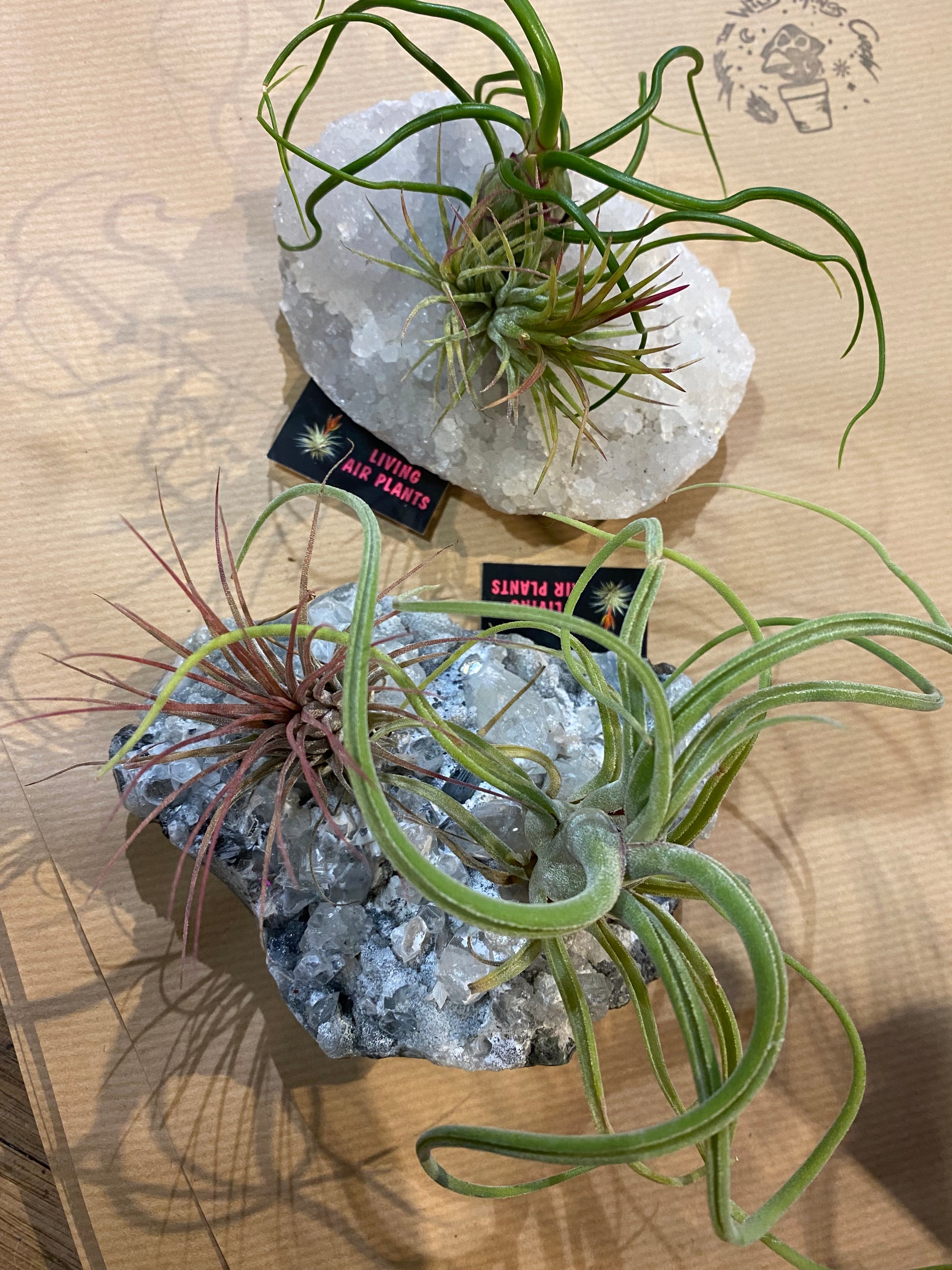 air plants and crystals Air Plants on Crystals