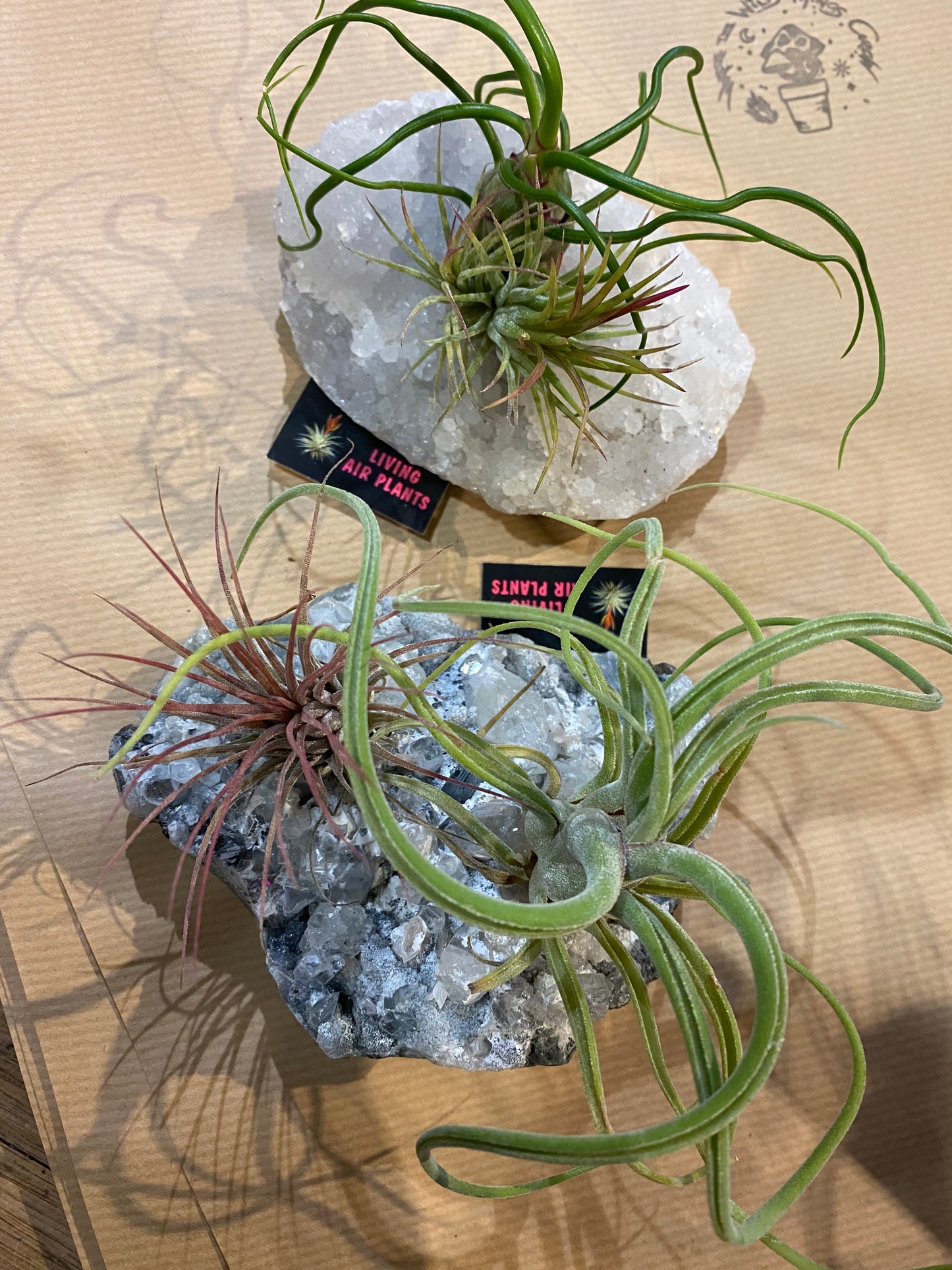 Air Plants on Crystals