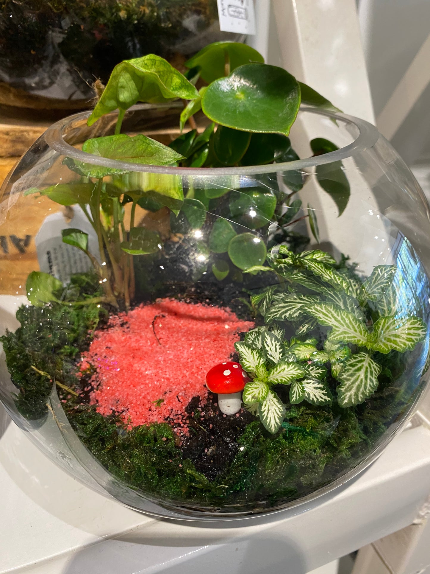 Fishbowl Terrariums