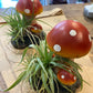 Air plants on Shrooms