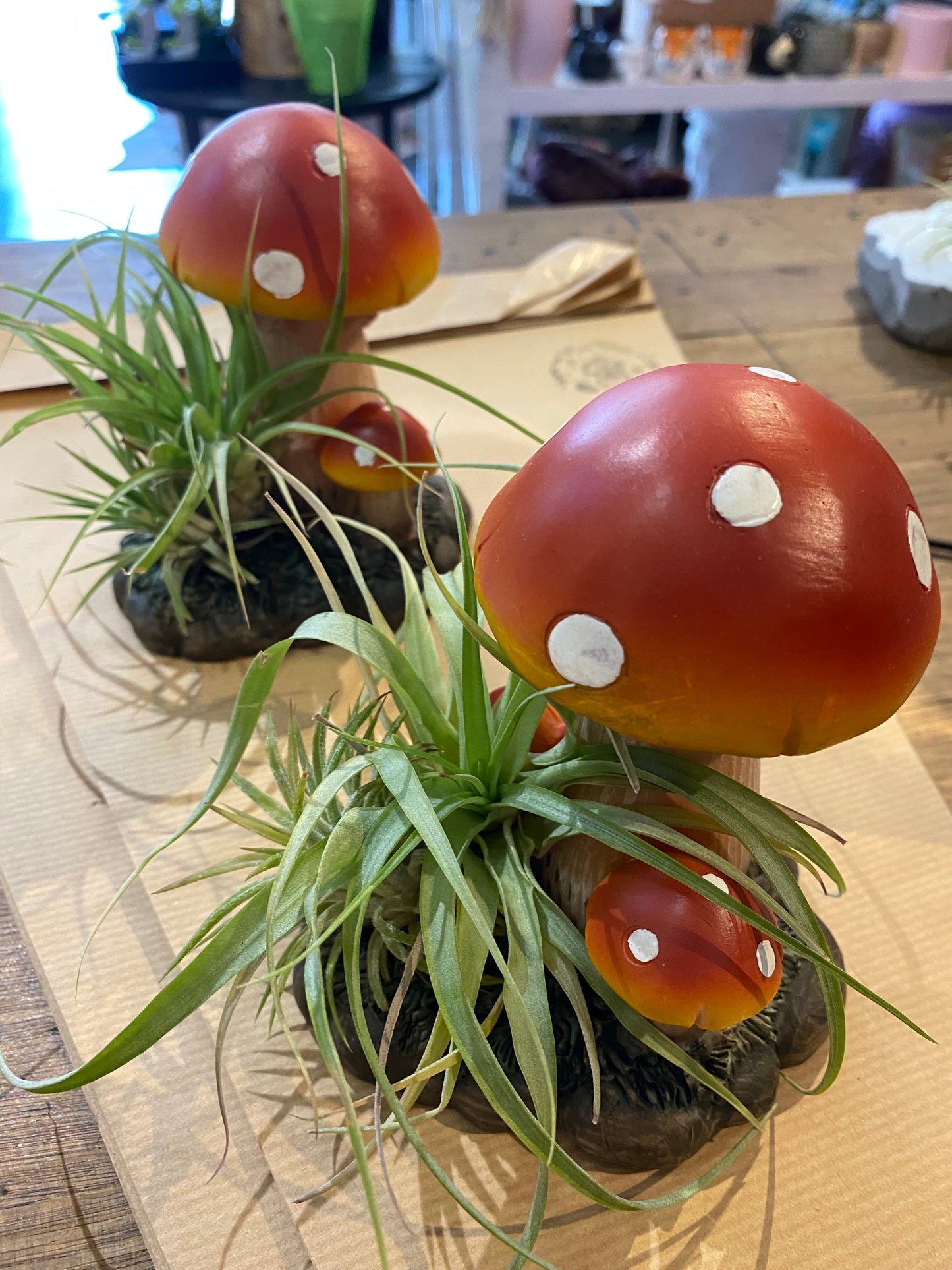 Air plants on Shrooms