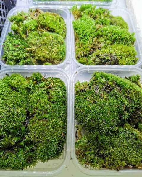 Living Moss Container