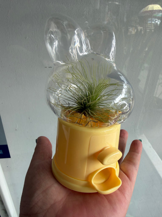 MY FIRST AIR PLANT. BUNNY VESSEL