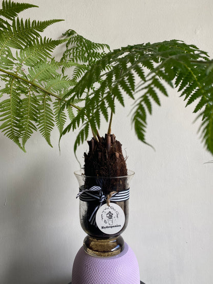 Hydro Tree Ferns