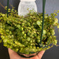 String of turtles (Peperomia prostrata)