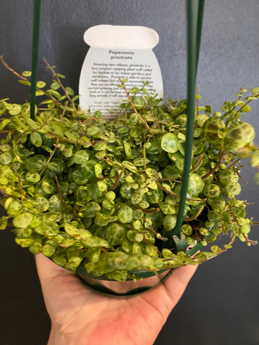 String of turtles (Peperomia prostrata)