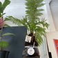 Hydro Tree Ferns