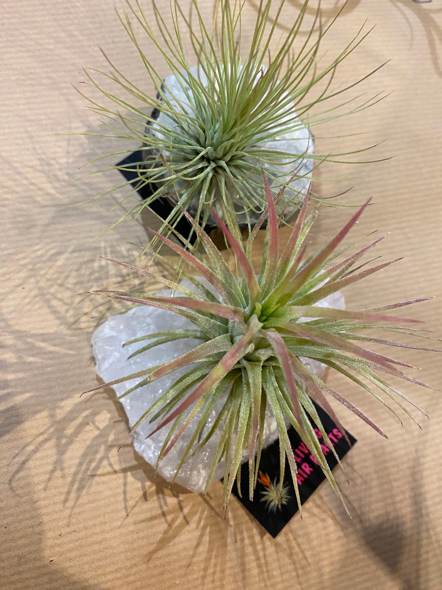 Air Plants on Crystals