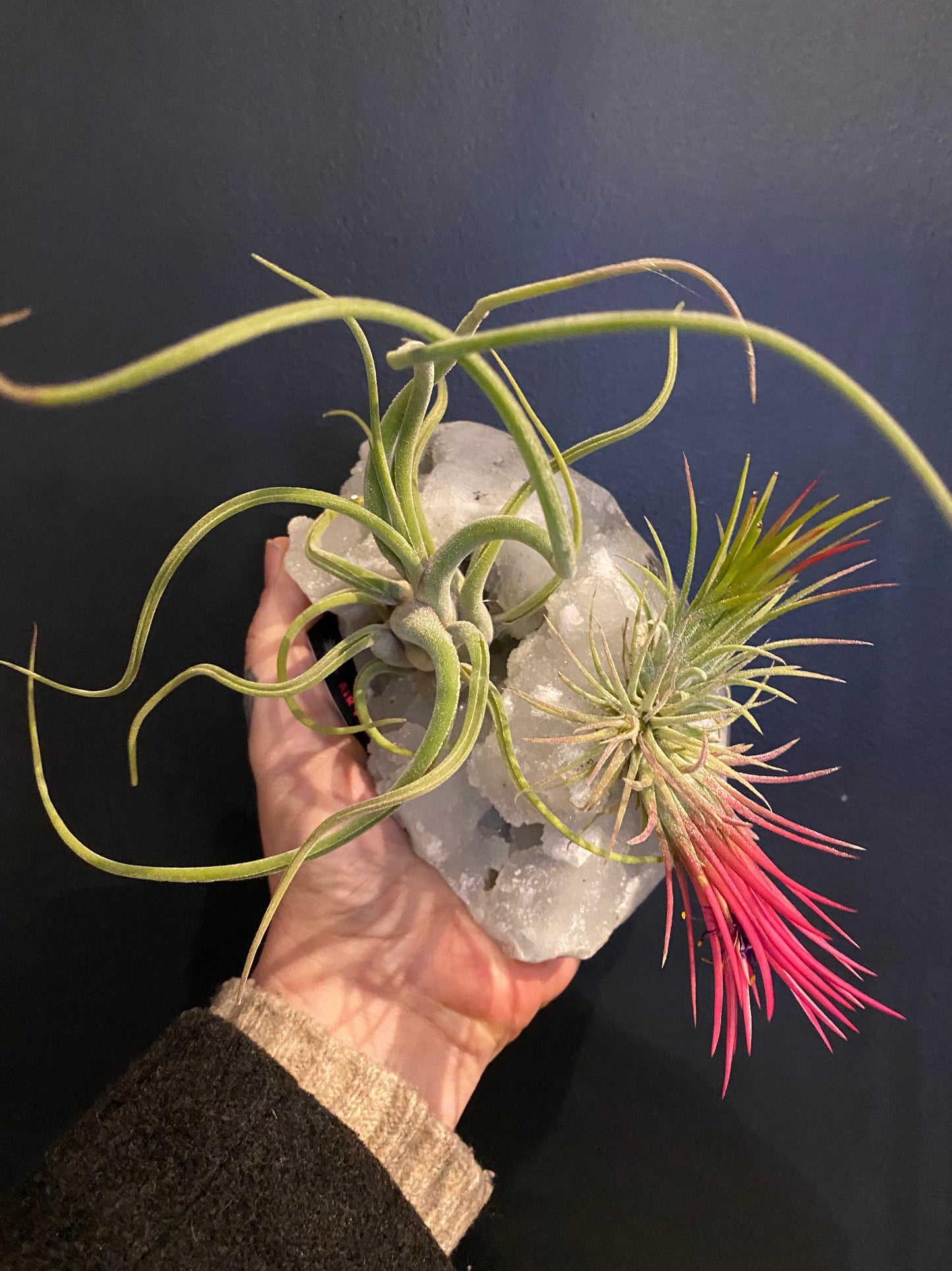 Air Plants on Crystals