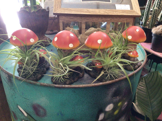 Mushroom Air plants