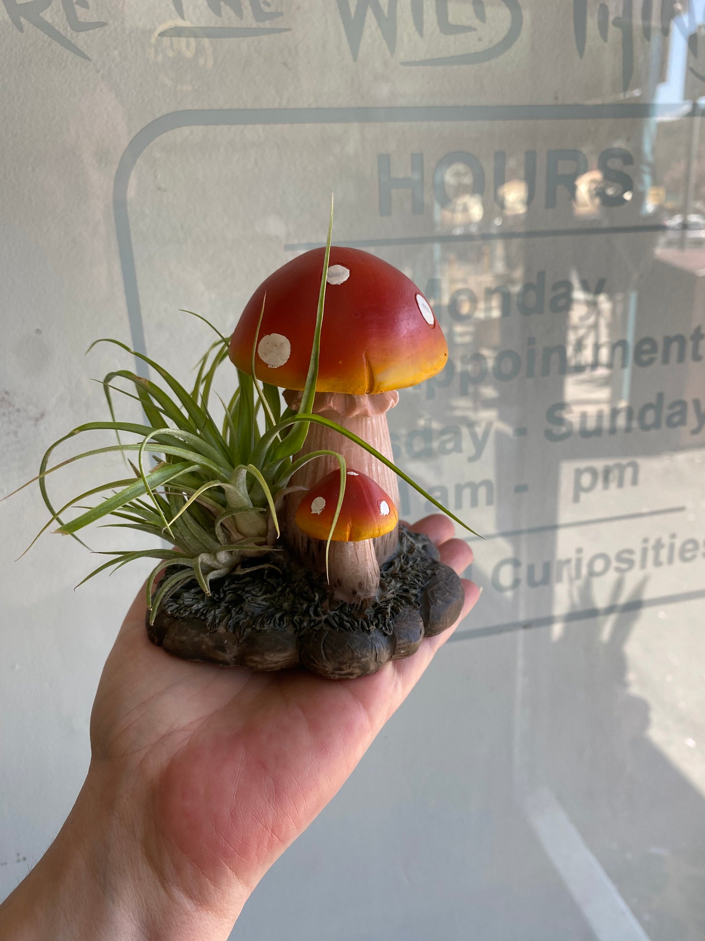 Air plants on Shrooms