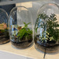 Dome Terrarium