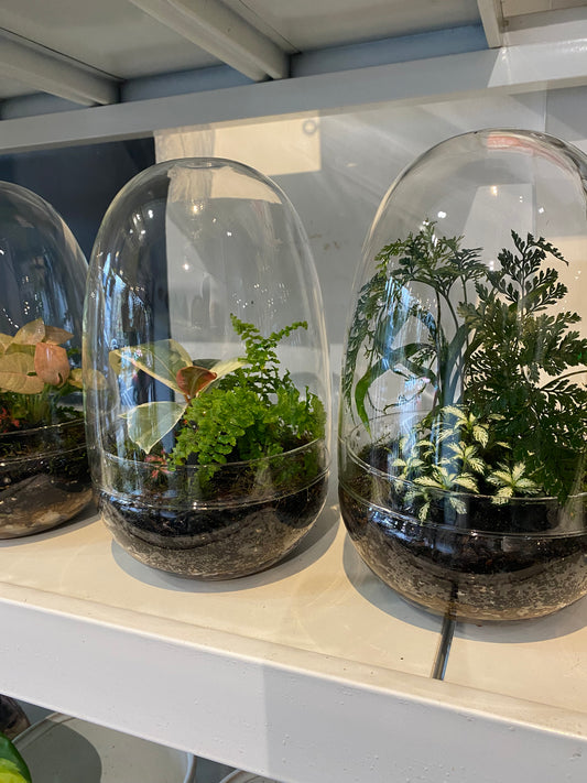 Dome Terrarium
