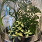 Dome Terrarium