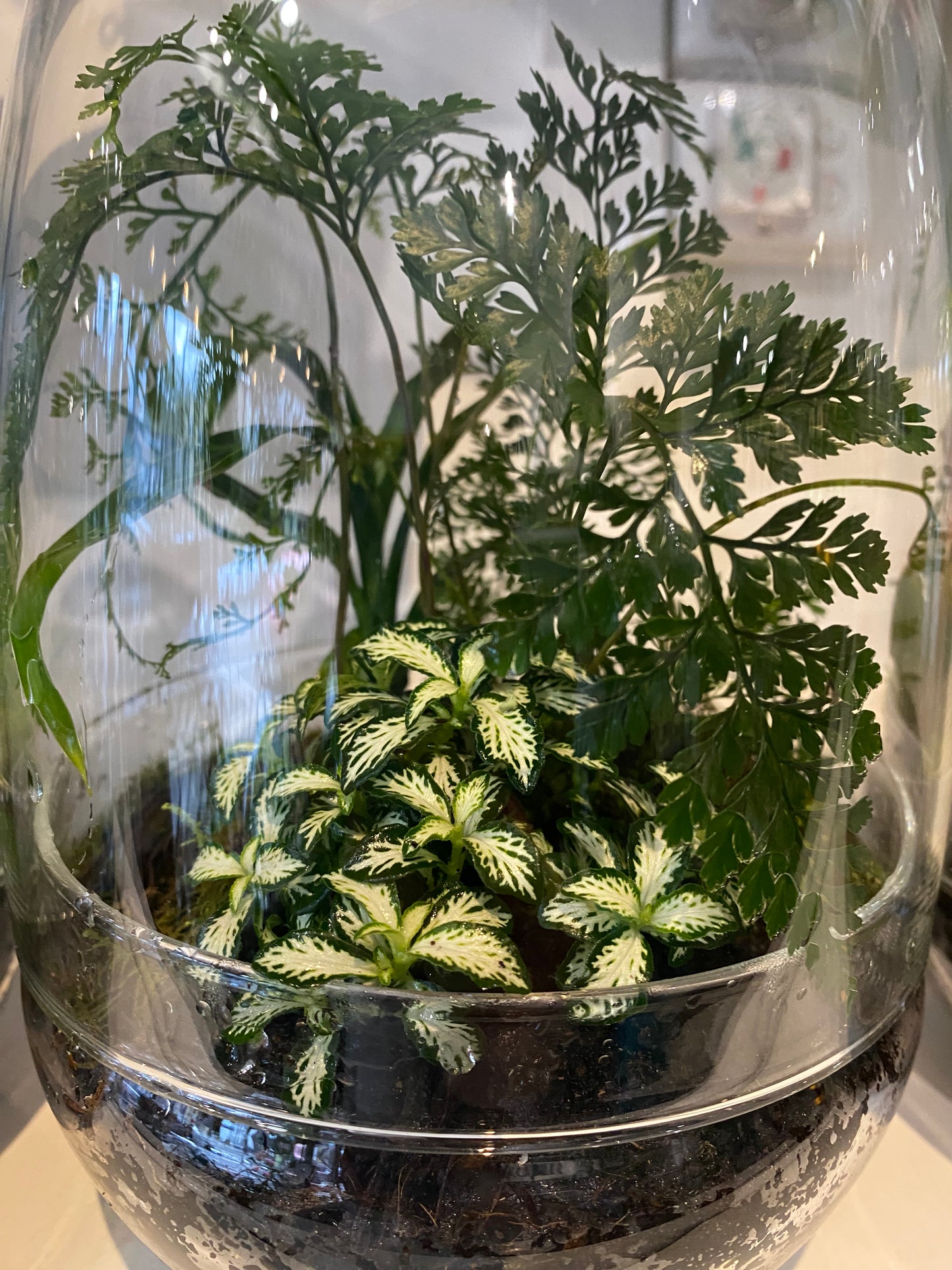 Dome Terrarium