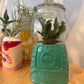 GUMBALL TERRARIUMS (PICK UP ONLY)