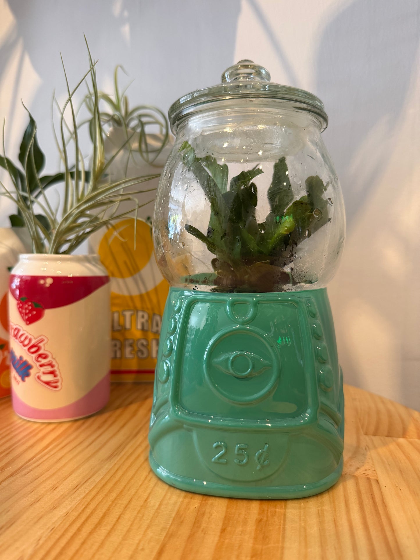 GUMBALL TERRARIUMS (PICK UP ONLY)