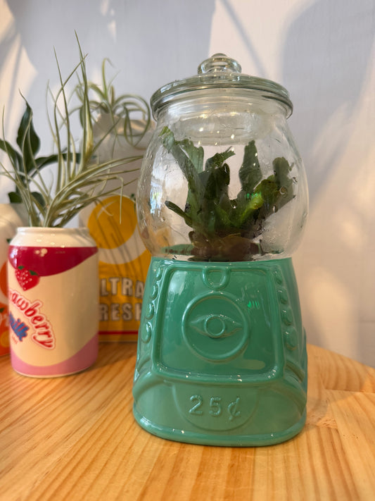 GUMBALL TERRARIUMS (PICK UP ONLY)