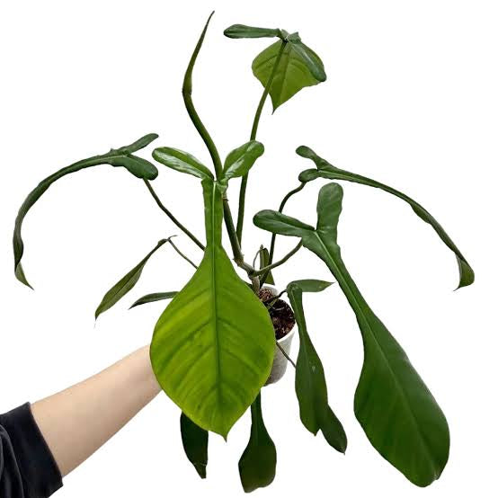 Philodendron jeoppii (Collectors plant)