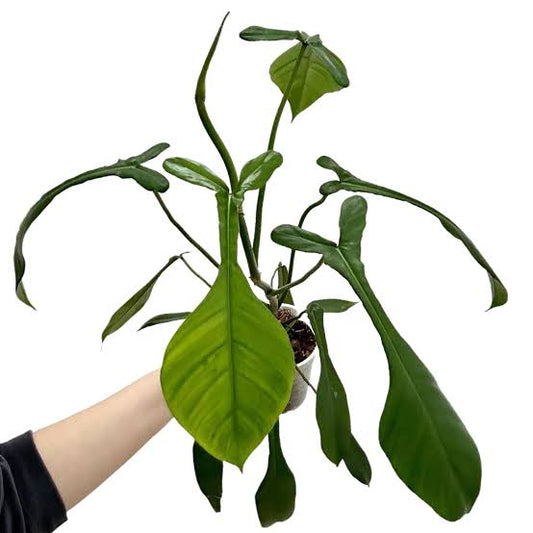 Philodendron jeoppii (Collectors plant)